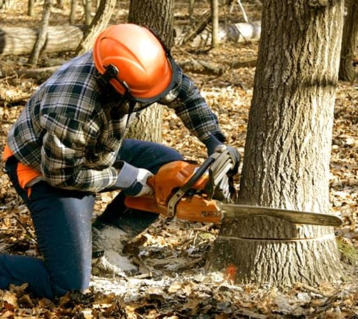 Tree Removal in Holly Ridge, NC